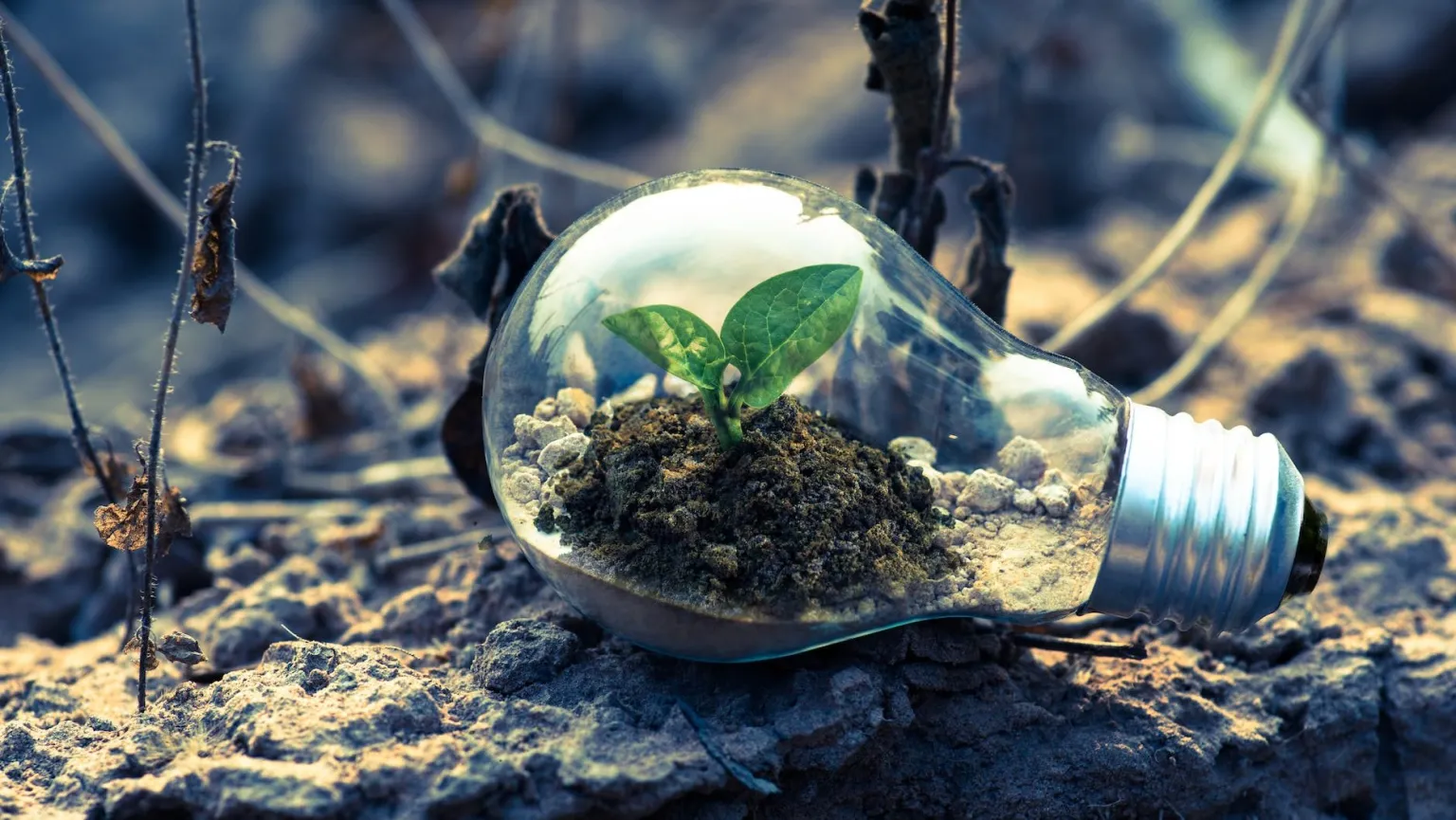 Read more about the article Sustainable IT: How Technology Can Help the Environment